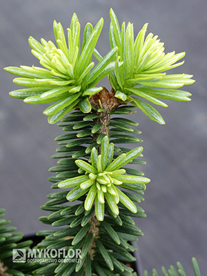 Abies balsamea Nana, jasnozielone młode przyrosty i starsza ciemnozielona igła