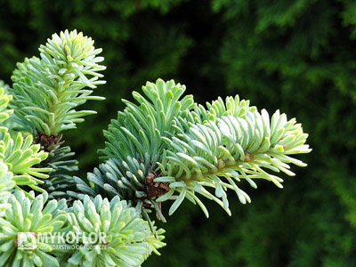 Abies procera Blaue Hexe. Zbliżenie igieł (lato)