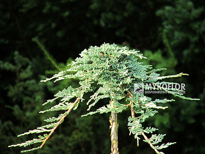 Juniperus horizontalis Glacier - przykładowa roślina (min. 2 letnia) oferowana do sprzedaży