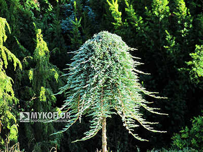 Juniperus horizontalis Glacier - roślina 7 letnia