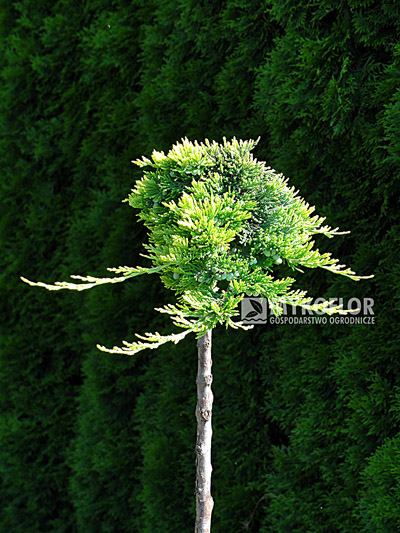 Juniperus horizontalis Golden Carpet - Pa min 90cm. Roślina 2 letnia - materiał oferowany do sprzedaży