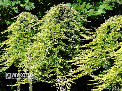Juniperus horizontalis Golden Carpet - Pa min 90cm. Rośliny 7 letnie