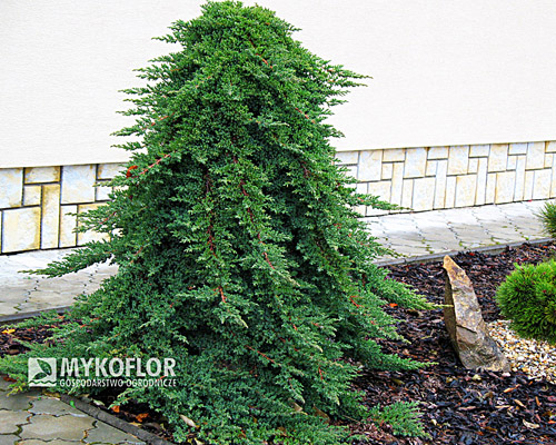 Juniperus procumbens Nana - Pa min 90cm. Dorosła roślina