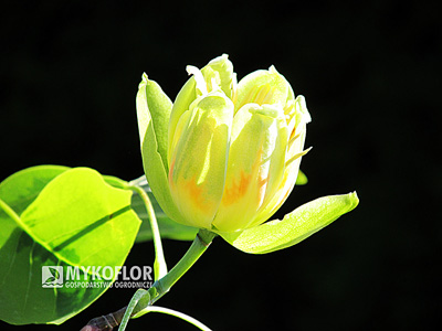 Tulipanowiec amerykański Aureomarginatum – kwiat