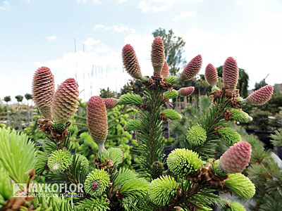 Picea abies Acrocona, ozdobne szyszki na roślinach oferowanych do sprzedaży
