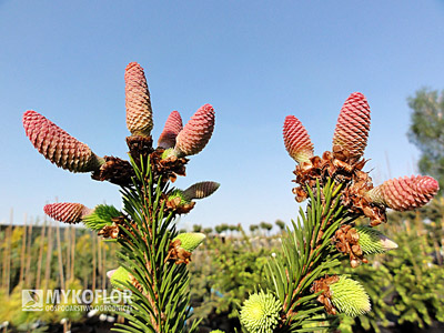 Picea abies Acrocona, zbliżenie szyszek