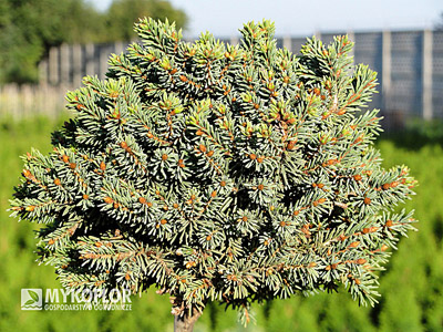 Picea abies Ami, roślina mateczna, zdjęcie zrobiono w sierpniu
