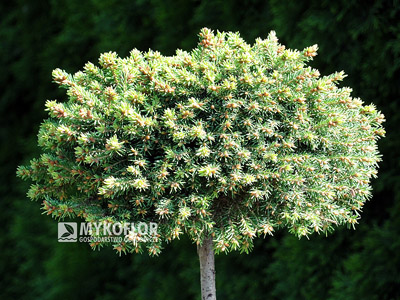 Picea abies Bary Mażayta w sierpniu