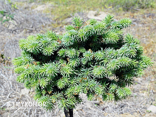 Picea abies Blue Tron, roślina mateczna, wiosenne przyrosty