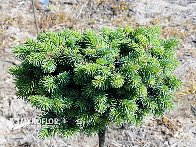 Picea abies Christian, roślina mateczna, wiosenne przyrosty