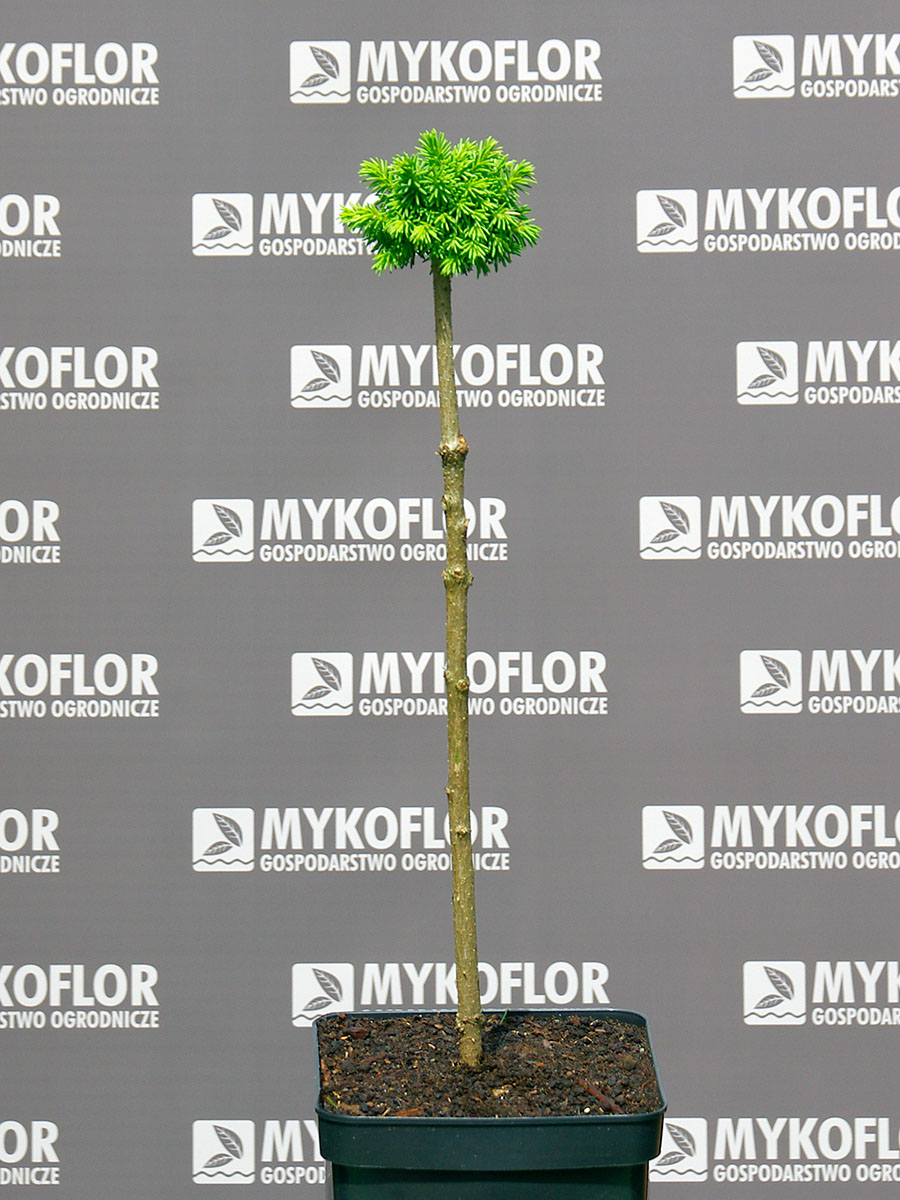 Picea abies Cukrák – przykładowa roślina oferowana do sprzedaży