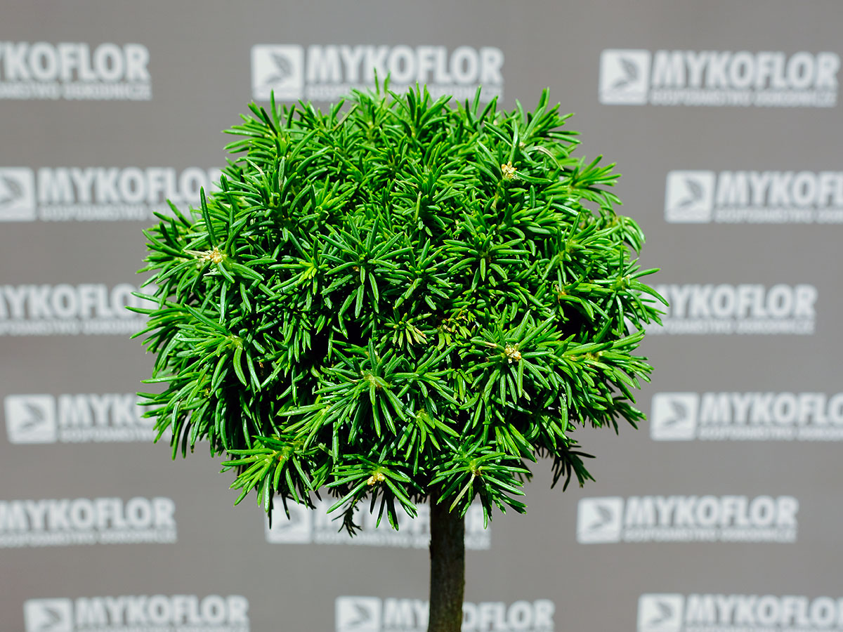 Picea abies Cukrák