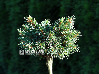 Picea abies Exot, zaszczepiony na niewysokim pieńku