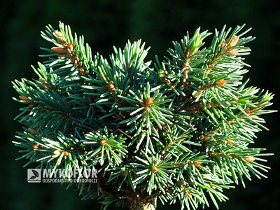Picea abies Exot. Zbliżenie