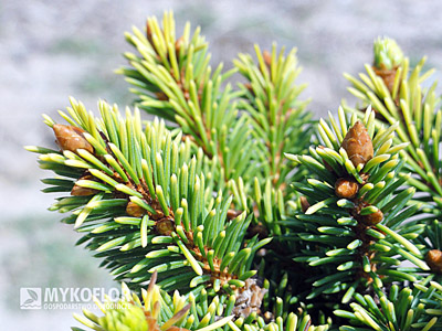 Picea abies Goldnugget (Aurea WB), charakterystyczny, żółty nalot na zielonej igle