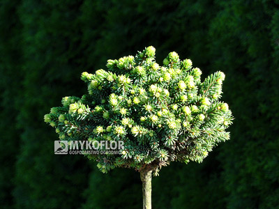 Picea abies Hodyšín zaszczepiony na niewysokim pieńku