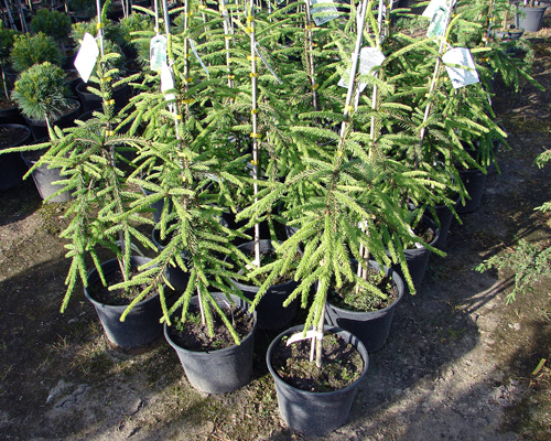 Picea abies Inversa - Świerk pospolity Inversa, materiał oferowany do sprzedaży
