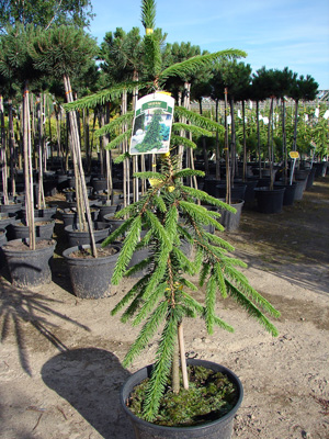 Picea abies Inversa - Świerk pospolity Inversa, materiał oferowany do sprzedaży