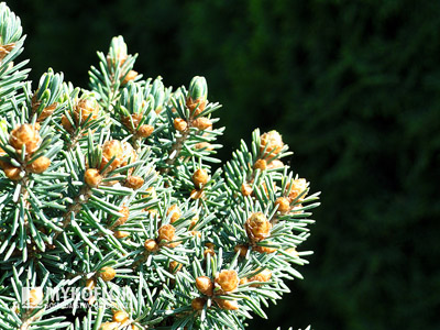 Picea abies Kerschbaumaier - Zbliżenie igieł (jesień)