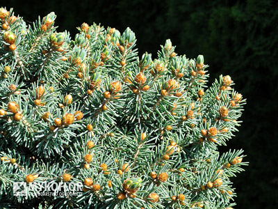 Picea abies Kerschbaumaier. Zbliżenie igieł (jesień)