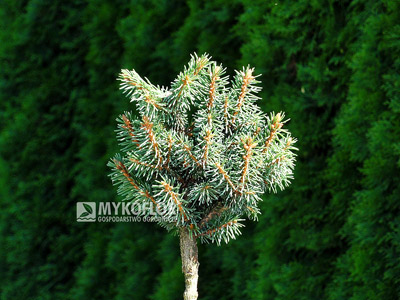 Picea abies Klokočka zaszczepiony na niewysokim pieńku