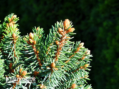 Picea abies Klokočka. Zbliżenie igieł (wrzesień)