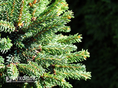 Picea abies Kotel. Zbliżenie igieł