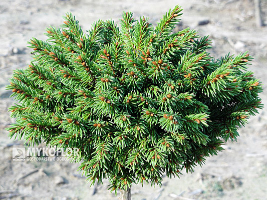 Picea abies Kovno, roślina mateczna, zdjęcie zrobiono w sierpniu