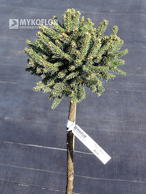 Picea abies Kral, materiał oferowany do sprzedaży