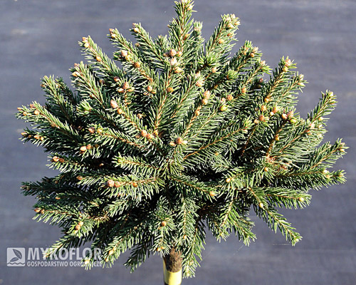 Picea abies Kral, materiał oferowany do sprzedaży, zbliżenie