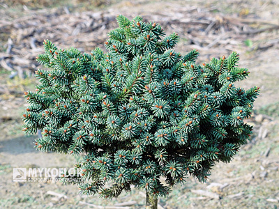 Picea abies Mauthneralm, roślina mateczna, zdjęcie zrobiono w sierpniu