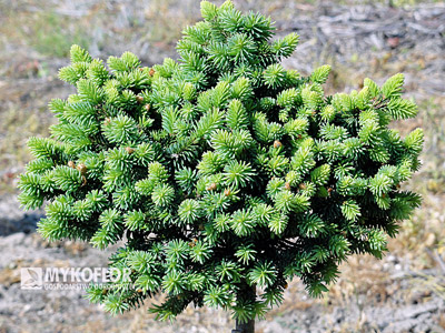 Picea abies Mauthneralm, roślina mateczna, wiosenne przyrosty