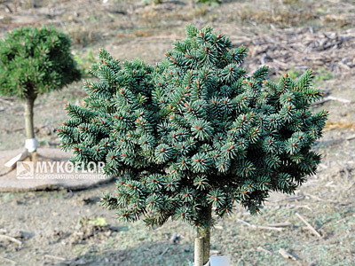 Picea abies Mauthneralm, roślina mateczna, zdjęcie zrobiono w sierpniu