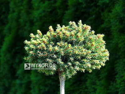Picea abies Minima. Roślina zaszczepiona na niewysokim pieńku (lato)