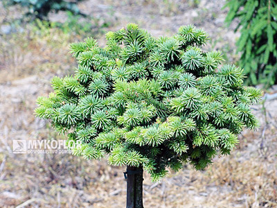 Picea abies Palecek, roślina mateczna, wiosenne przyrosty