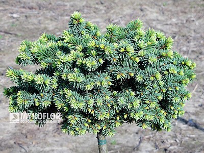 Picea abies Palecek, roślina mateczna, widoczne charakterystyczne pędzelki na wierzchołkach pędów, zdjęcie zrobiono w sierpniu