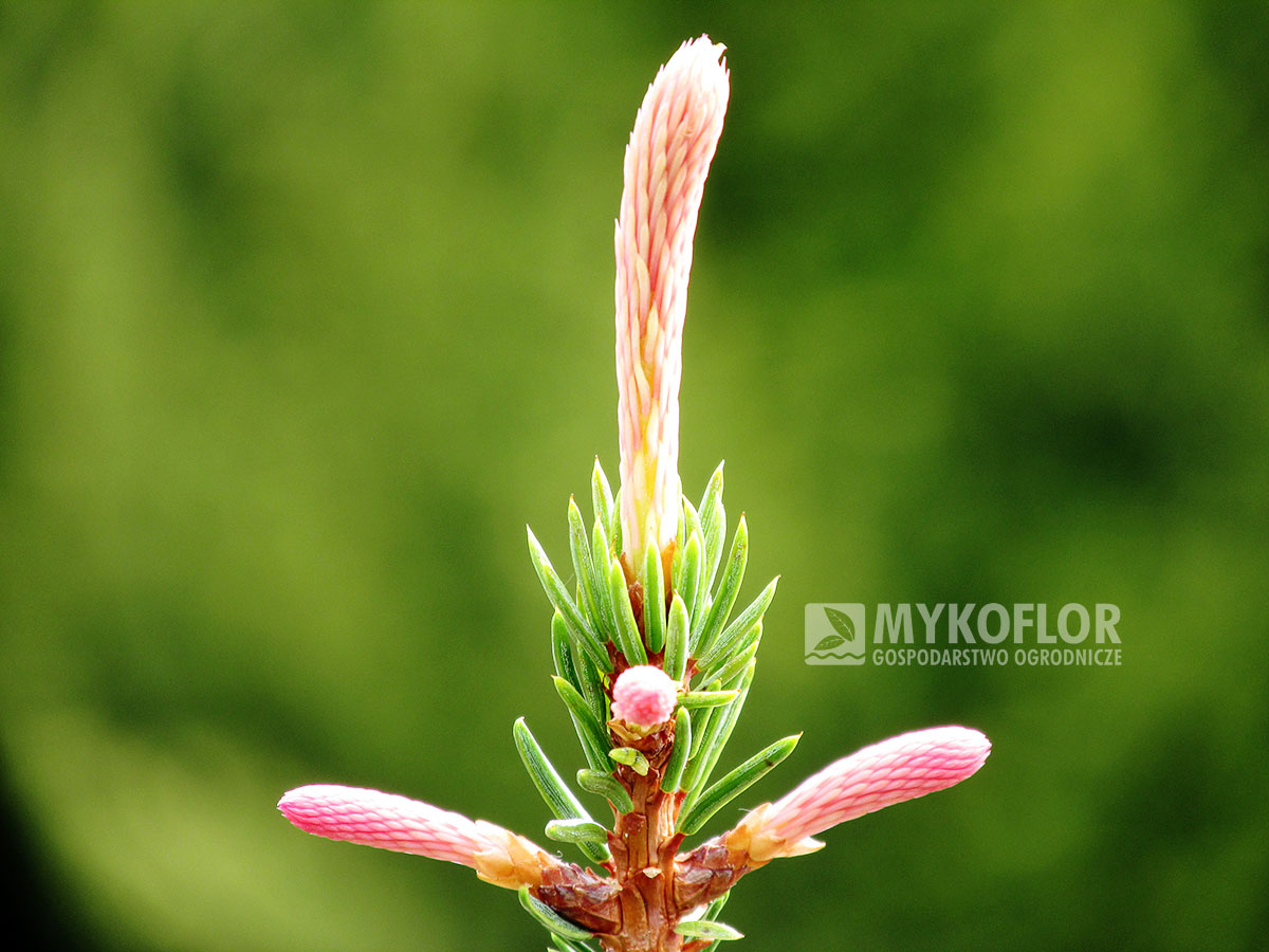 Picea abies Roseospicata – druga faza młodych przyrostów