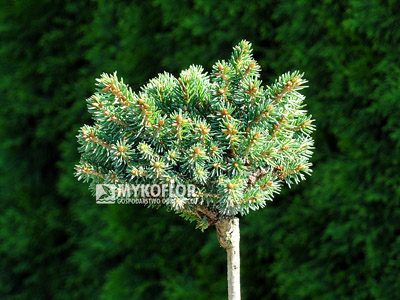 Picea abies Roth zaszczepiony na niewysokim pieńku