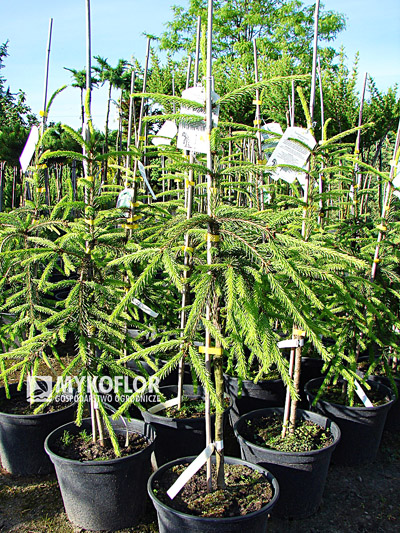 Picea abies Rothenhaus, rośliny na punkcie sprzedaży