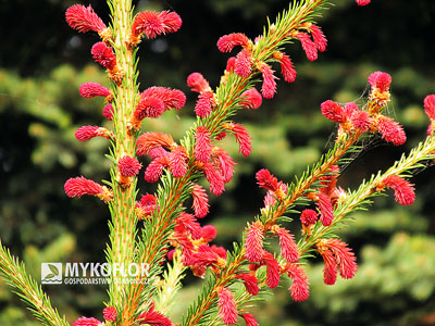 Picea abies Rydal – wiosenne przyrosty