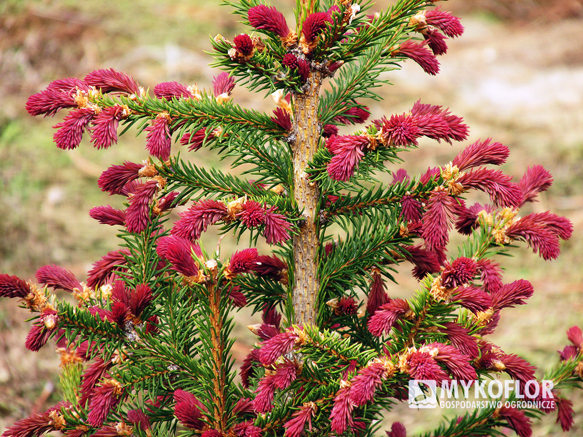 Picea abies Rydal – wiosenne przyrosty