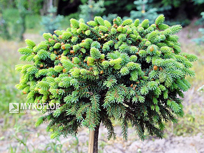 Picea abies Silberkugel, roślina mateczna, wiosenne przyrosty