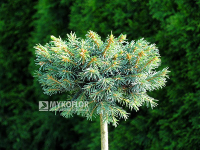 Picea abies Sonnenberg, zaszczepiony na niewysokim pieńku