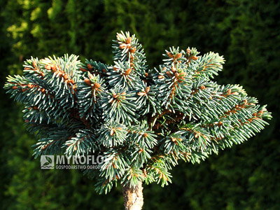 Picea abies Sonnenberg, listopad