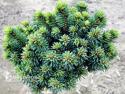Picea abies Suncrest, roślina mateczna, widoczne jasnozielone, niewielkie pędzelki, zdjęcie zrobiono w lipcu