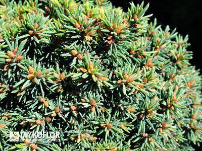 Picea abies Wagneri WB. Zbliżenie igieł (jesień)