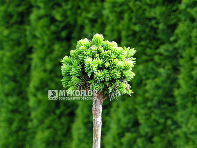 Picea abies Wichtel, zaszczepiony na niewysokiej nóżce, roślina 5 letnia