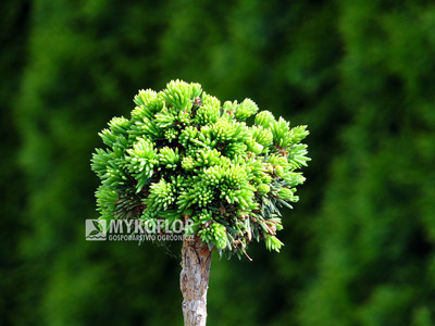 Picea abies Wichtel. Zbliżenie (wiosna) – roślina 5 letnia