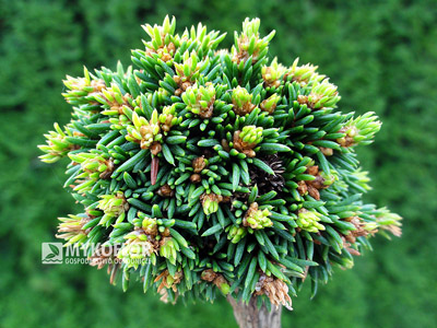 Picea abies Wichtel, jesień – roślina 5 letnia