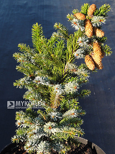 Picea bicolor (alcoquiana) Dwarf Tigertail, materiał oferowany do sprzedaży